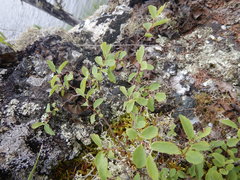 Spiraea beauverdiana