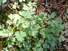 Capnoides sempervirens