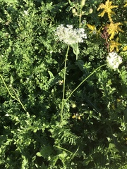 Daucus carota