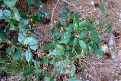 Celtis planchoniana