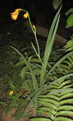 Crocosmia aurea aurea