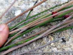 Indigofera gifbergensis