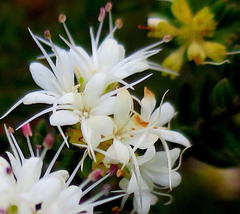 Agathosma planifolia