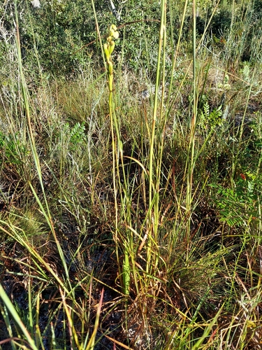 Image of Orthochilus ecristatus by (c) Athena Philips, some rights reserved (CC BY)