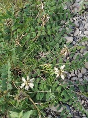 Astragalus schelichowii