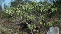 Solanum mauritianum