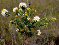 Agathosma planifolia