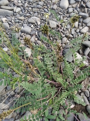 Astragalus schelichowii