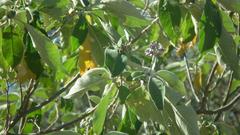 Solanum mauritianum