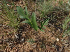 Pelargonium violiflorum
