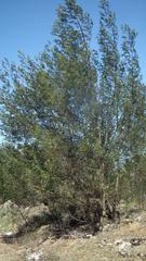 Acacia mearnsii