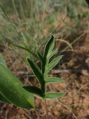 Pelargonium violiflorum