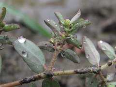 Euphorbia maculata