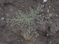 Euphorbia maculata