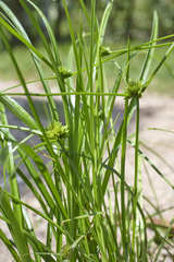 Cyperus humilis