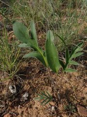 Pelargonium violiflorum