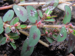 Euphorbia maculata