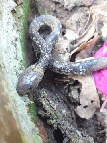 Fitzinger's False Coral Snake