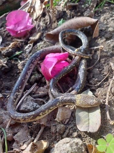 Fitzinger's False Coral Snake