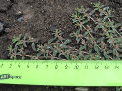 Euphorbia maculata