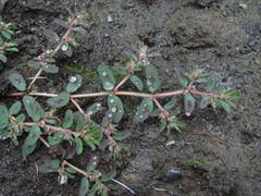Euphorbia maculata
