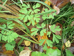 Corydalis capnoides