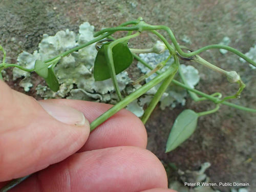Ceropegia linearis