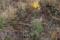 Peucedanum tauricum