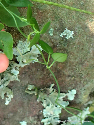 Ceropegia linearis