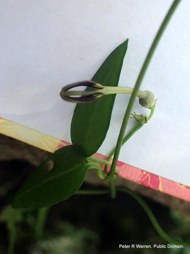 Ceropegia linearis