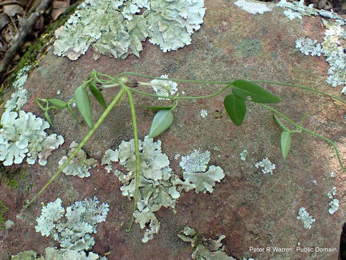 Ceropegia linearis