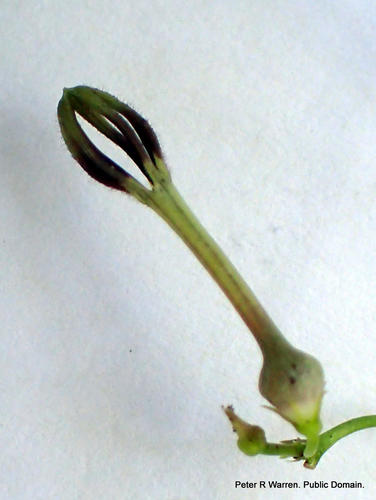 Ceropegia linearis