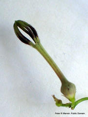 Ceropegia linearis linearis