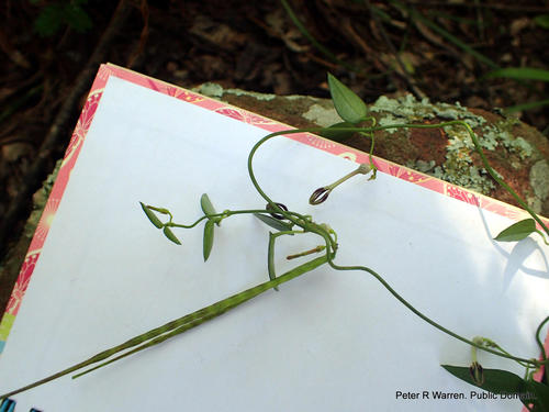 Ceropegia linearis