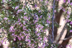 Eremophila sturtii