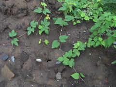 Humulus lupulus