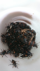 Nicrophorus nepalensis