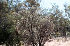 Eremophila sturtii