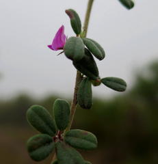 Indigofera sp9