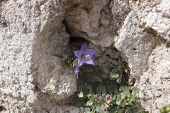 Campanula fragilis