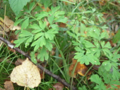 Corydalis capnoides