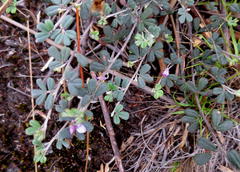 Indigofera sp9