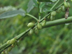Melilotus albus