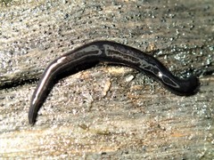 Anisorhynchodemus simulans