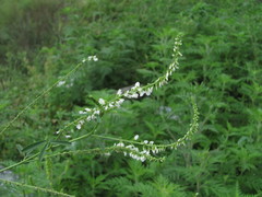 Melilotus albus