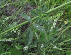 Melilotus albus