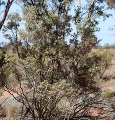 Eremophila sturtii
