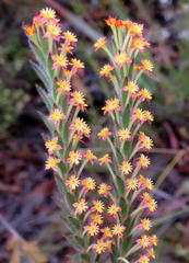 Struthiola tomentosa