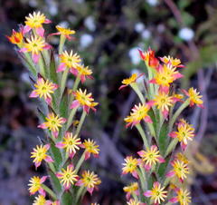 Struthiola tomentosa