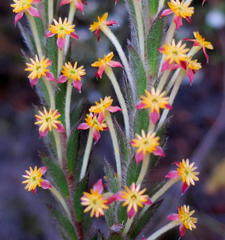 Struthiola tomentosa